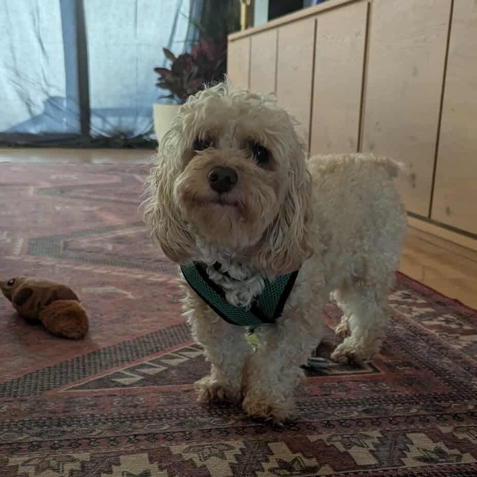 Fozzie Bear thumbnail 2