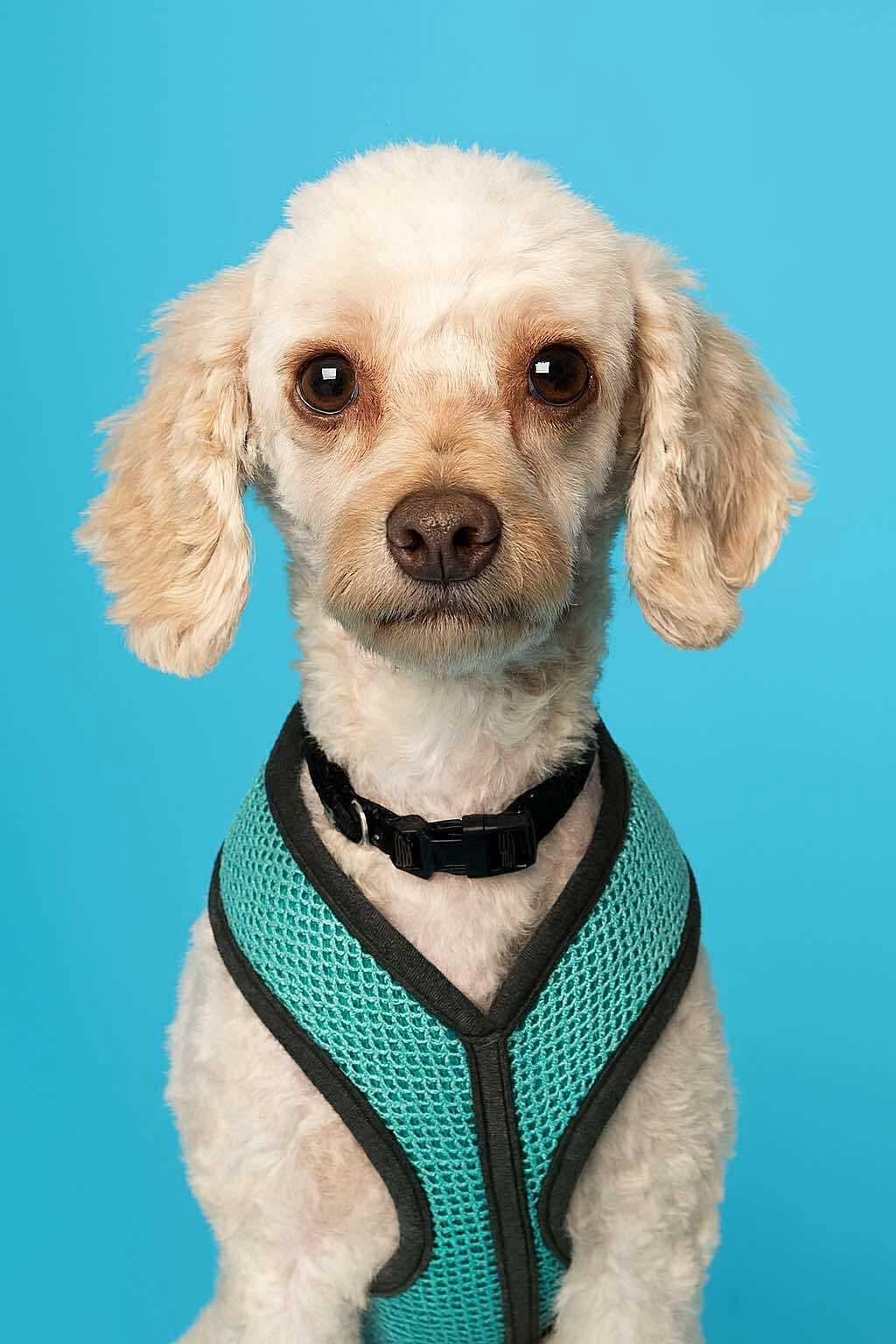 Fozzie Bear, a Adoptable mixed breed in Boardman, OH image 1/5