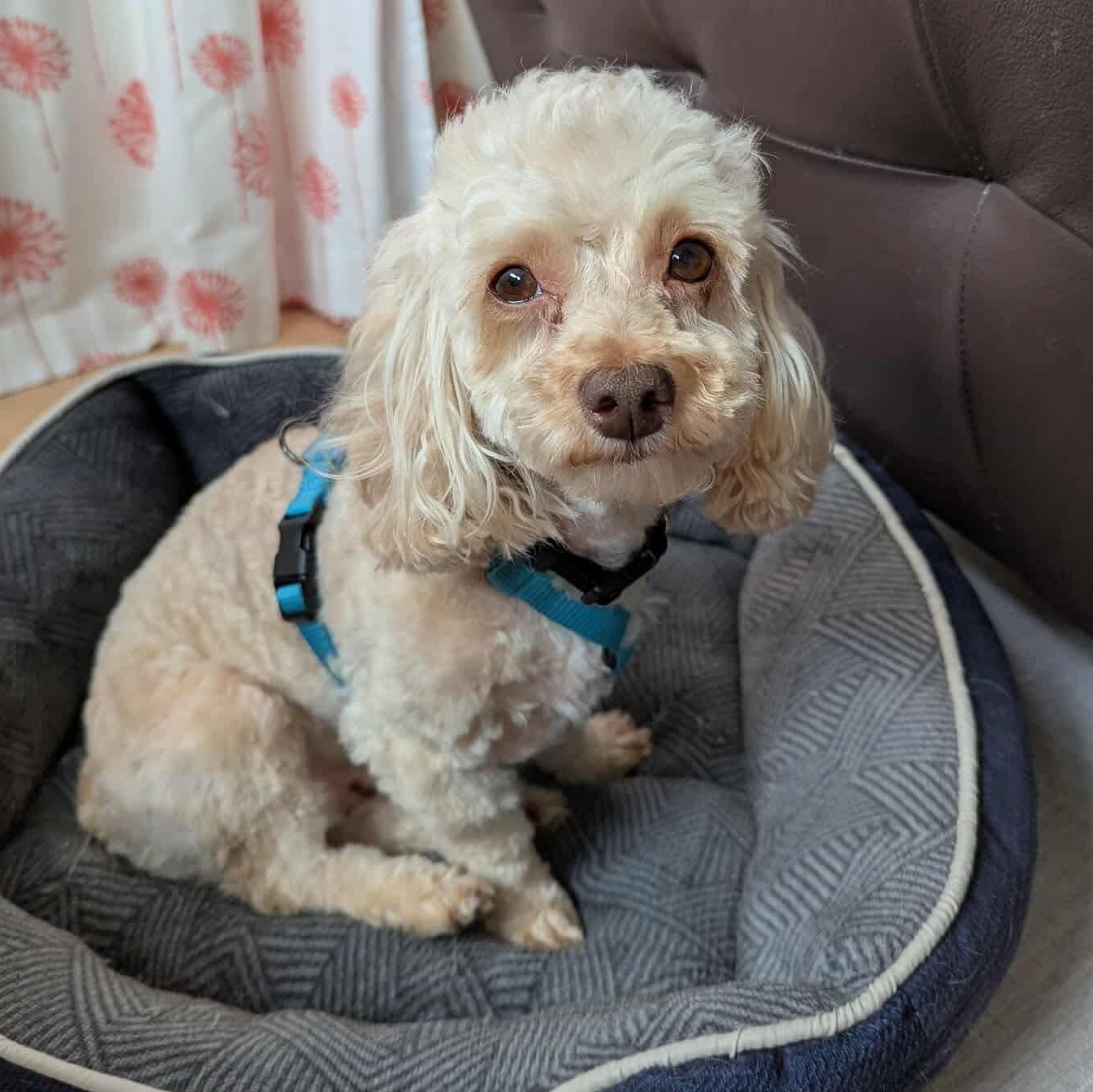 Fozzie Bear, a Adoptable mixed breed in Boardman, OH image 3/5