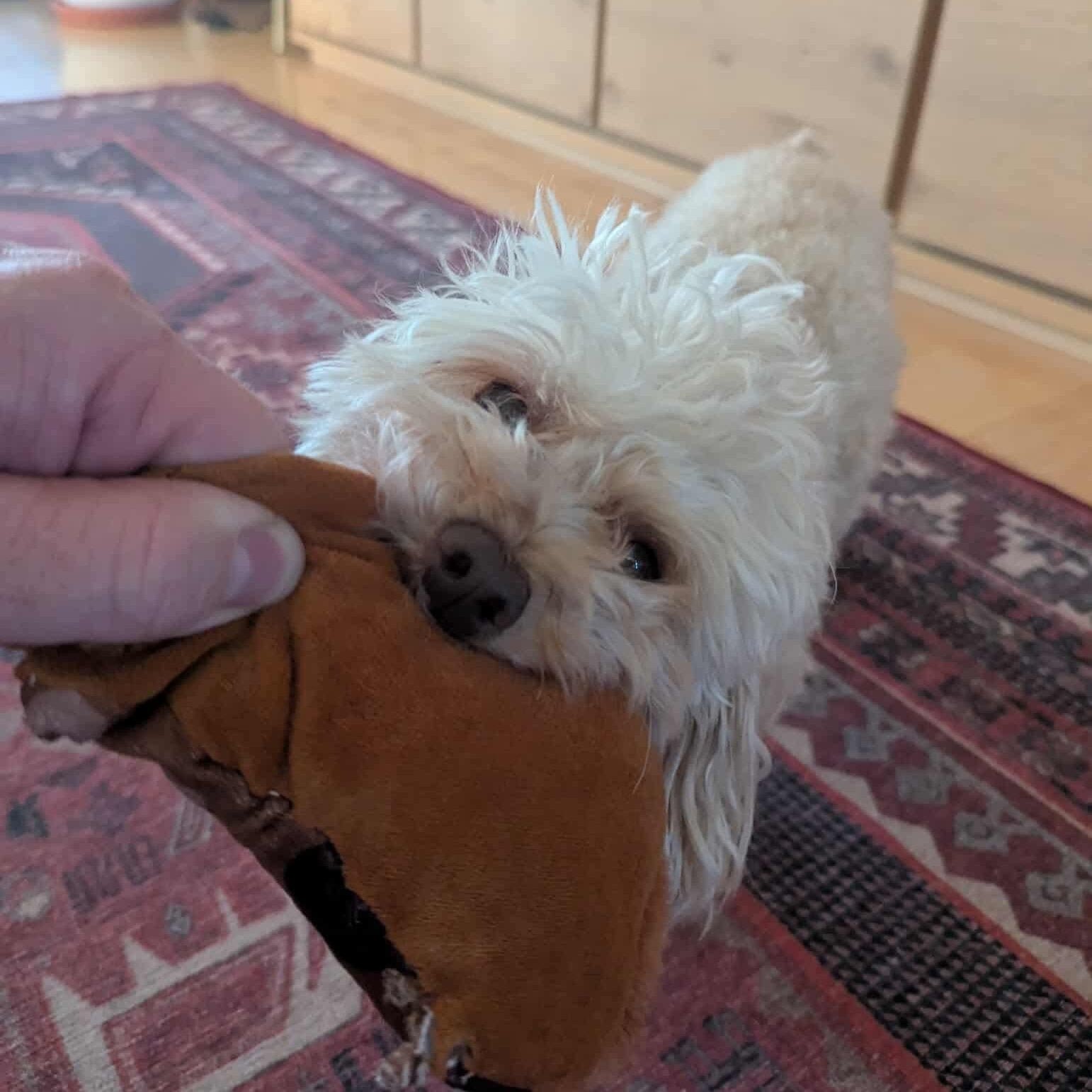 Fozzie Bear thumbnail 5