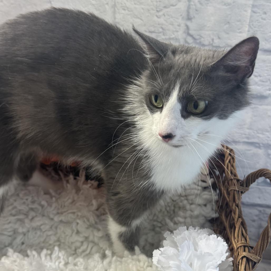 Ribbon, Adoptable, Young Female Domestic Short Hair.