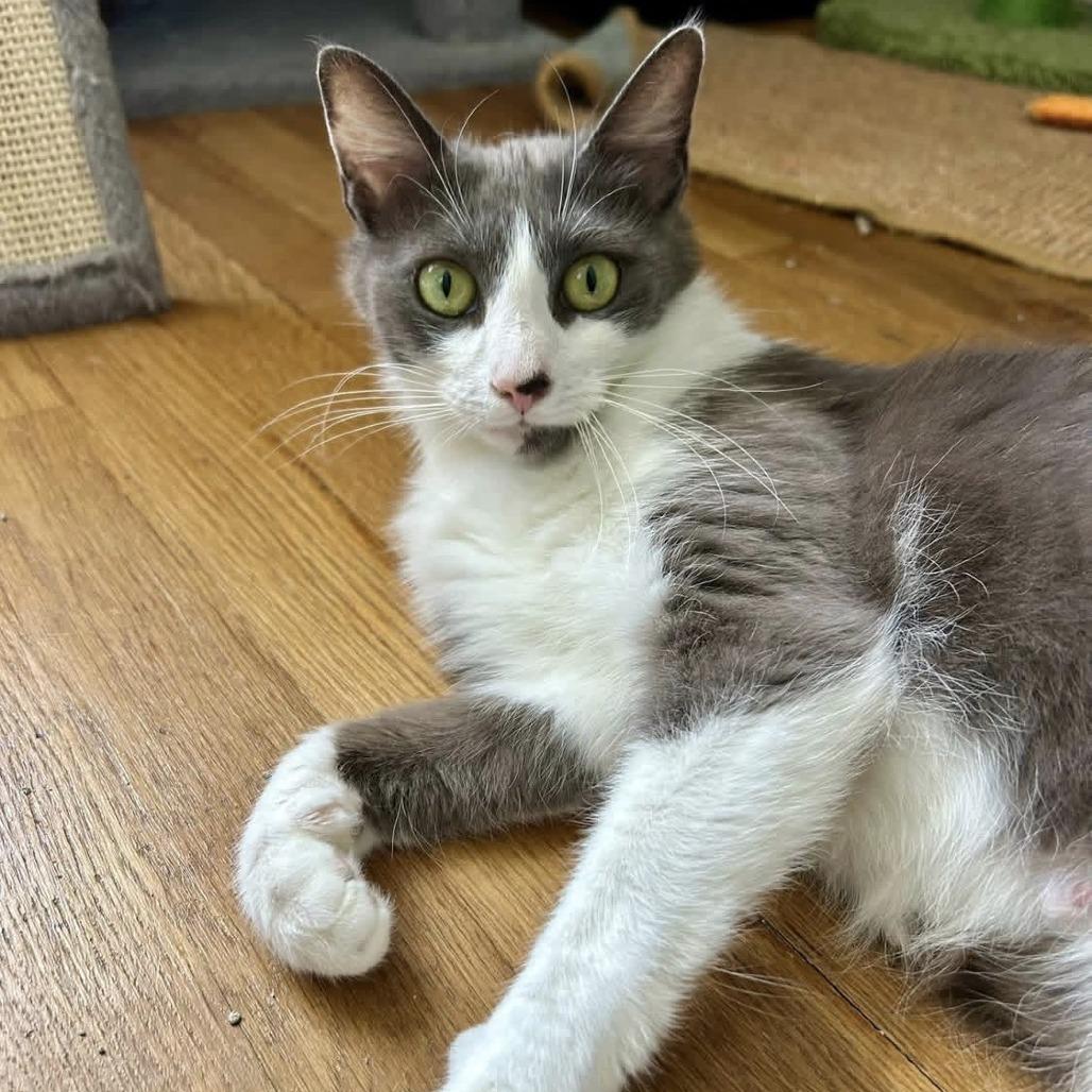 Enlarge Ribbon, a Adoptable Domestic Short Hair in Harrisonburg, VA image 2/6