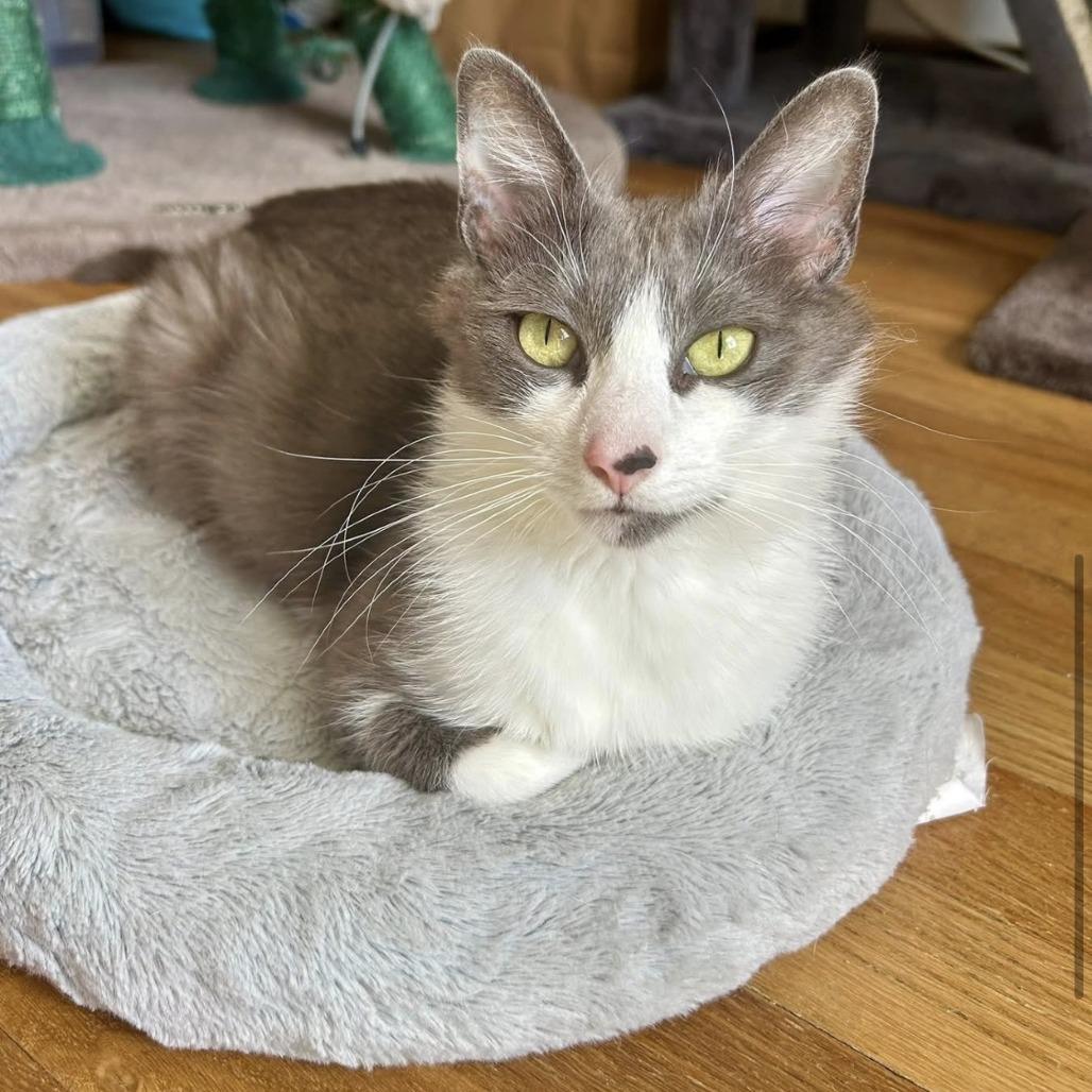 Enlarge Ribbon, a Adoptable Domestic Short Hair in Harrisonburg, VA image 3/6