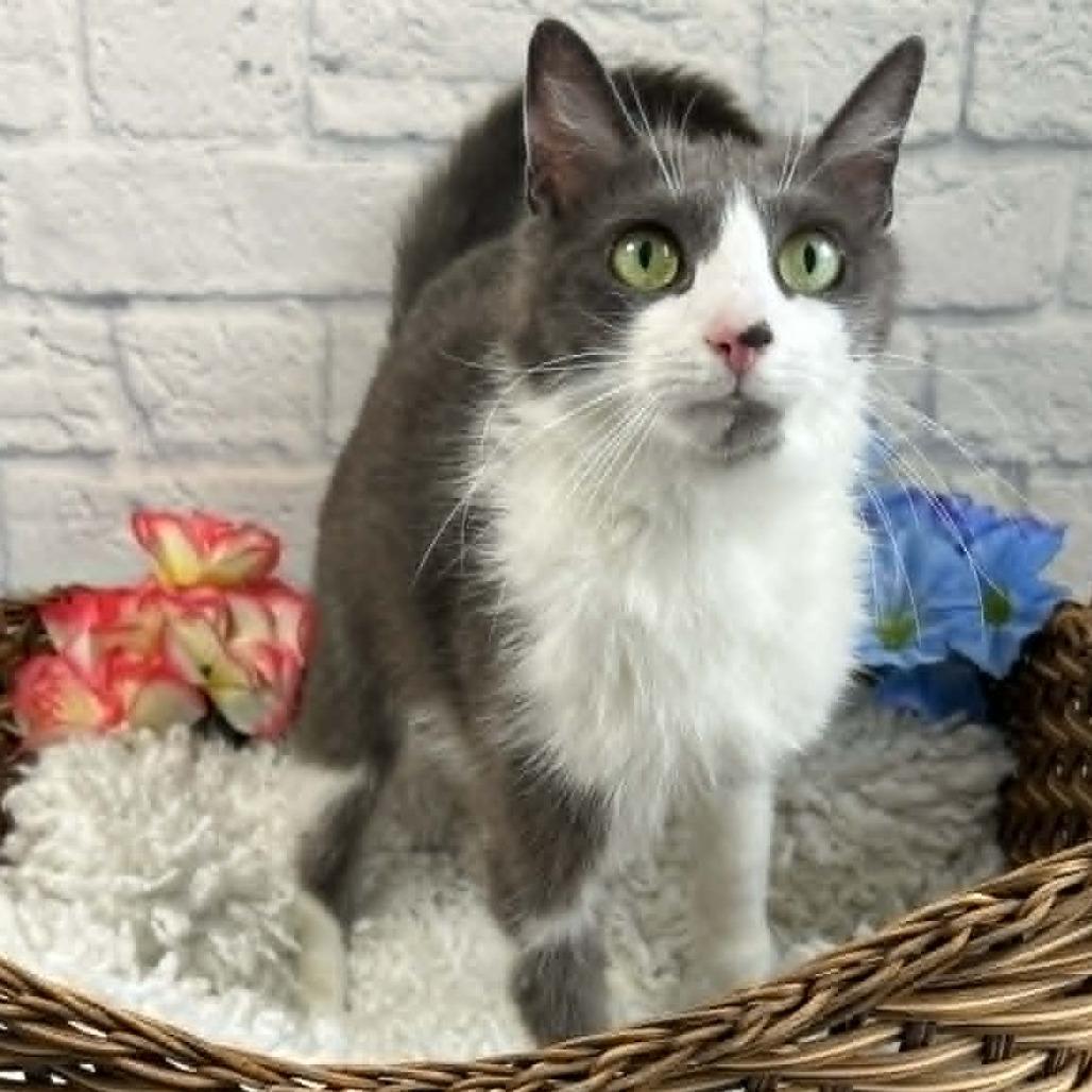 Enlarge Ribbon, a Adoptable Domestic Short Hair in Harrisonburg, VA image 4/6