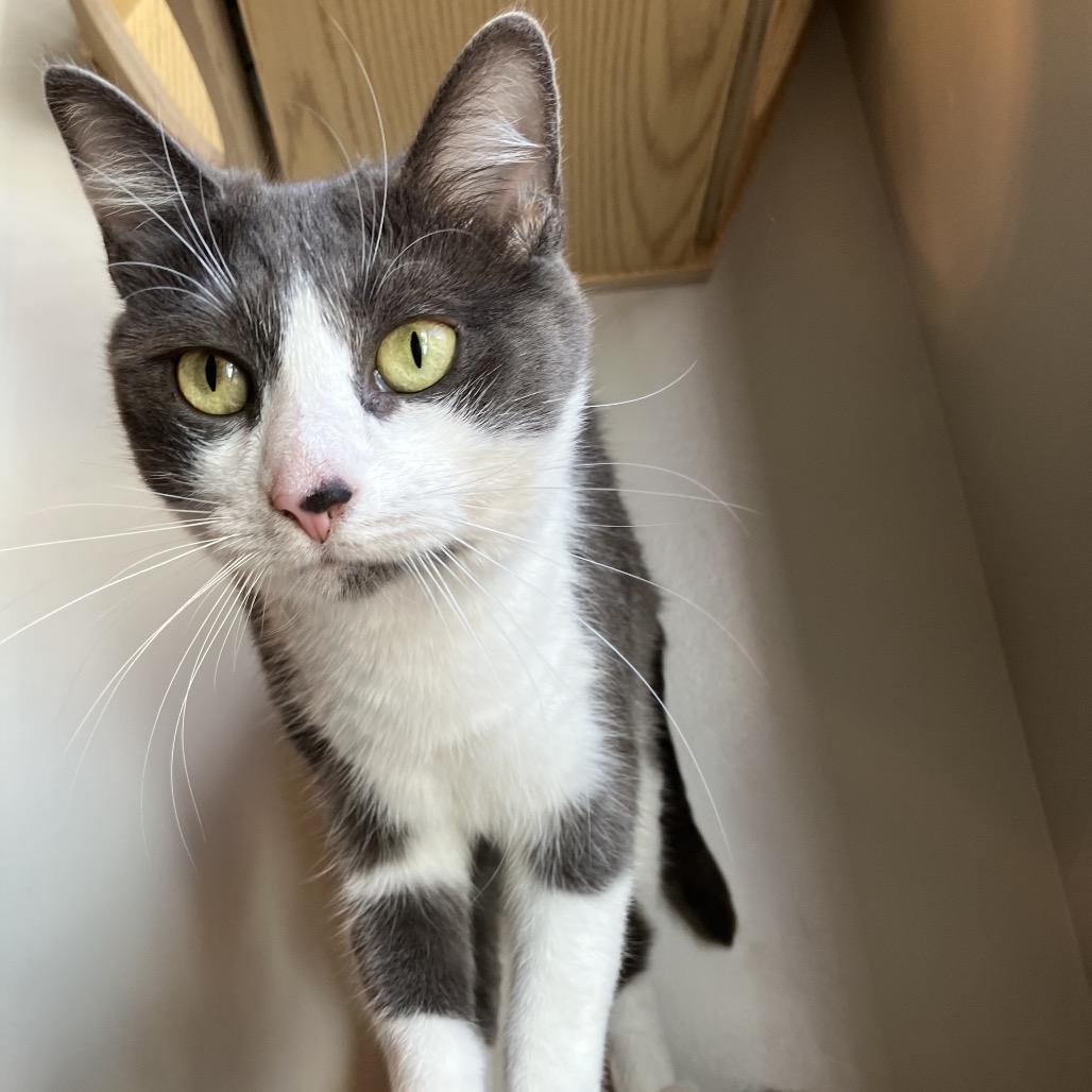 Enlarge Ribbon, a Adoptable Domestic Short Hair in Harrisonburg, VA image 5/6