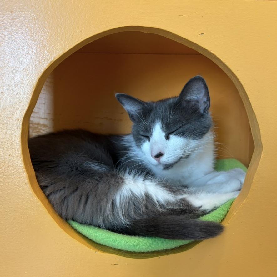 Enlarge Ribbon, a Adoptable Domestic Short Hair in Harrisonburg, VA image 5/6