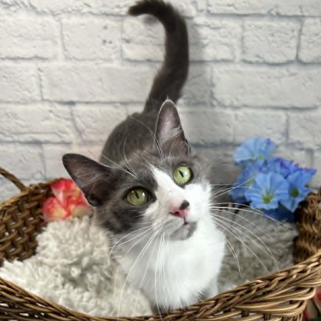 Enlarge Ribbon, a Adoptable Domestic Short Hair in Harrisonburg, VA image 6/6