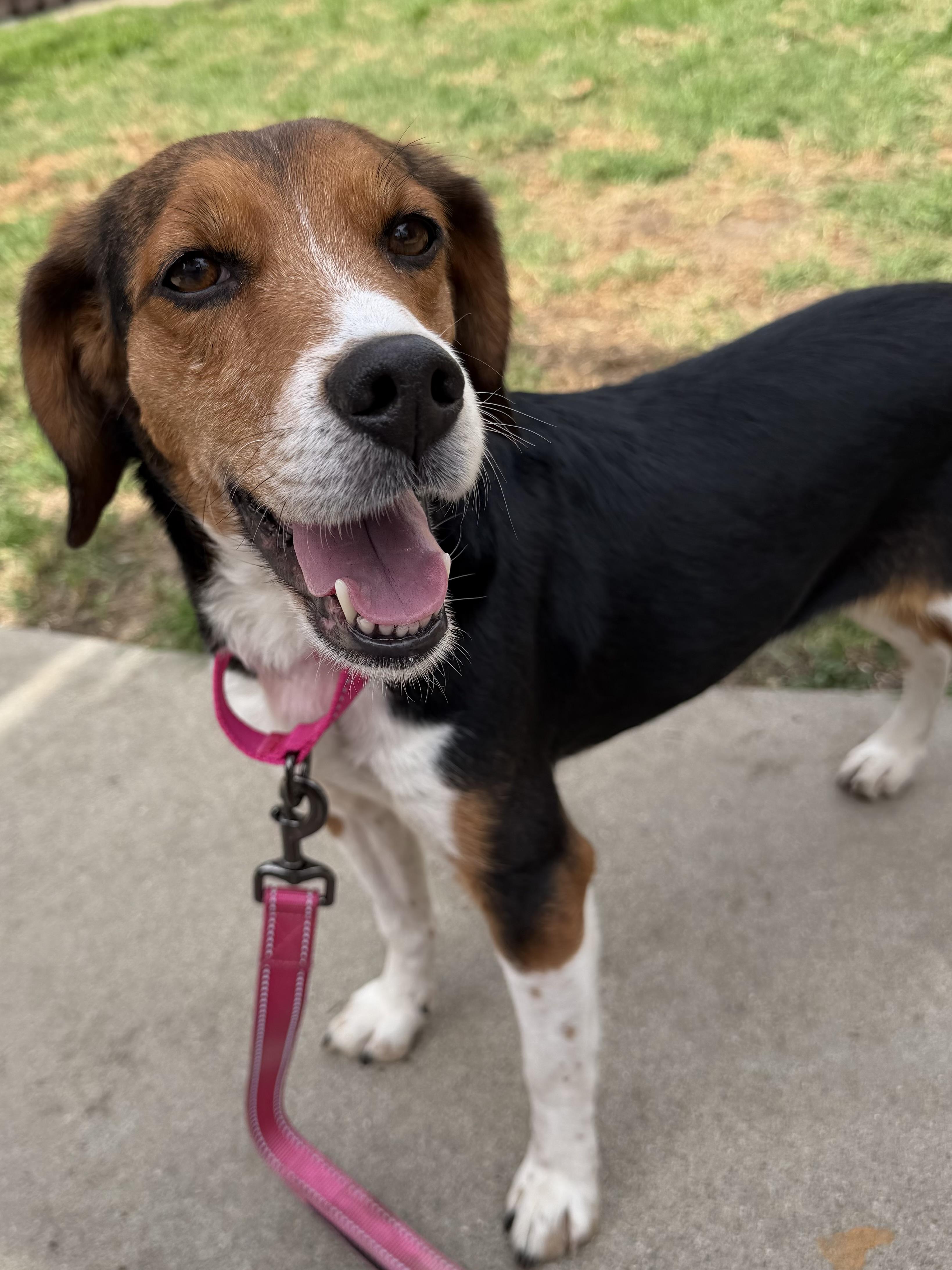 Enlarge Jenny, a ADOPTABLE Beagle in Anaheim, CA image 3/3