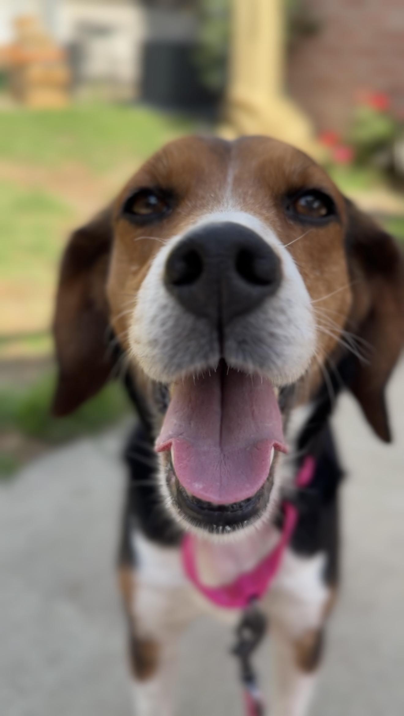 Enlarge Jenny, a ADOPTABLE Beagle in Anaheim, CA image 2/3