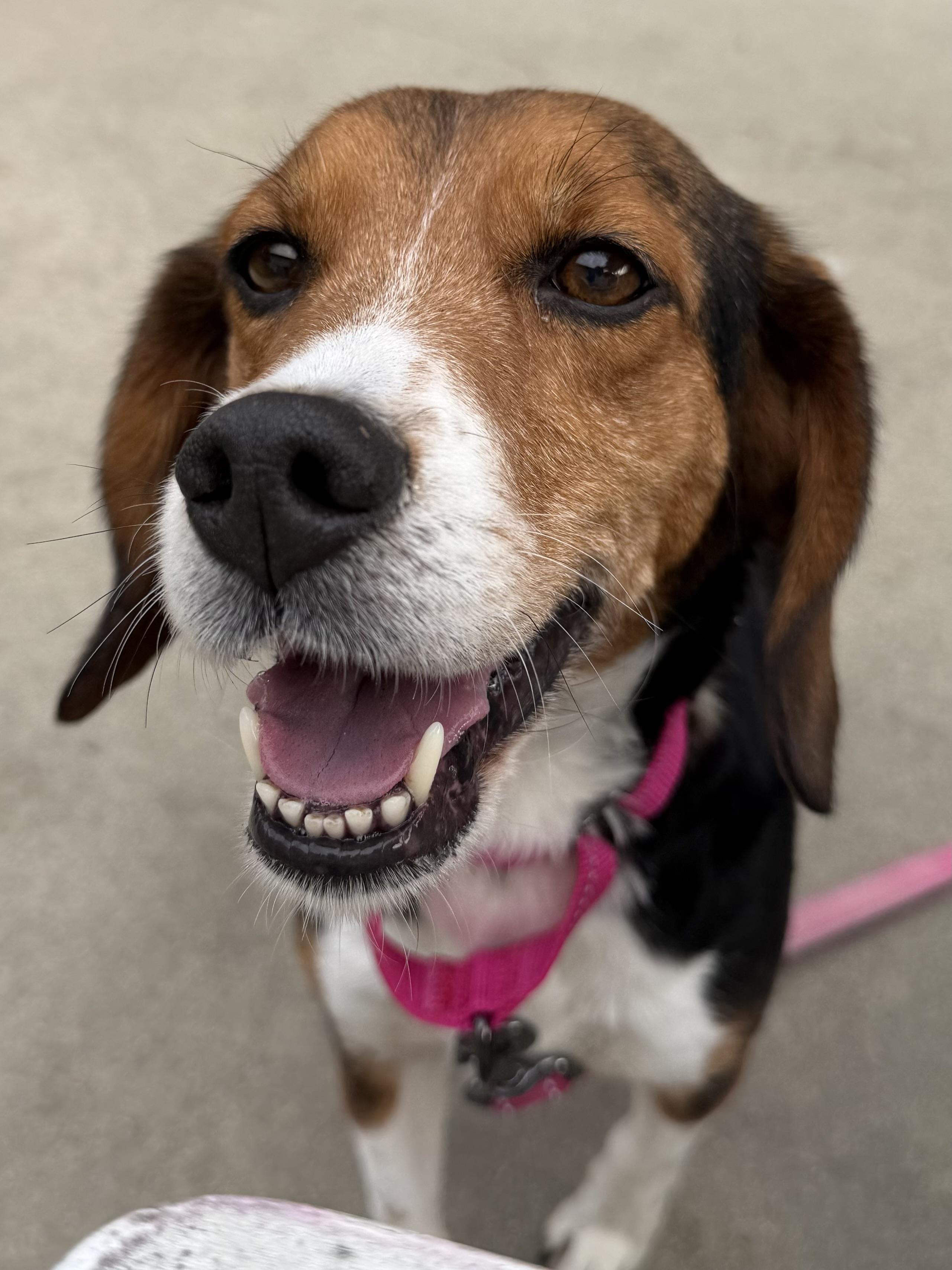 Jenny, ADOPTABLE, Adult Female Beagle.