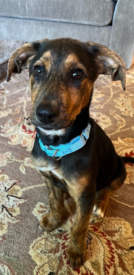 Phoenix, Adopted, Puppy Male Mixed Breed & Hound.