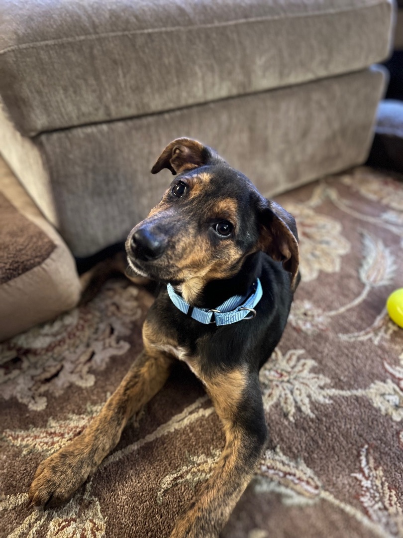 Enlarge Phoenix, a Adopted mixed breed in Berwick, ME image 2/6