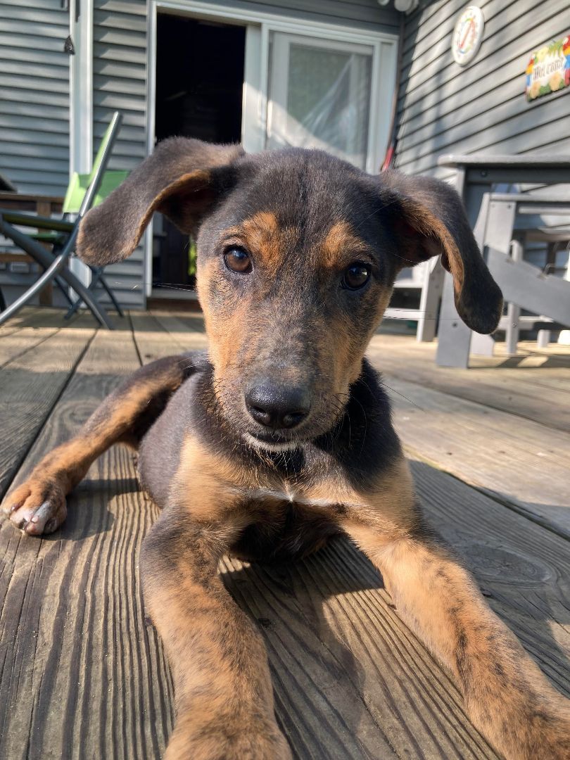 Enlarge Phoenix, a Adopted mixed breed in Berwick, ME image 3/6