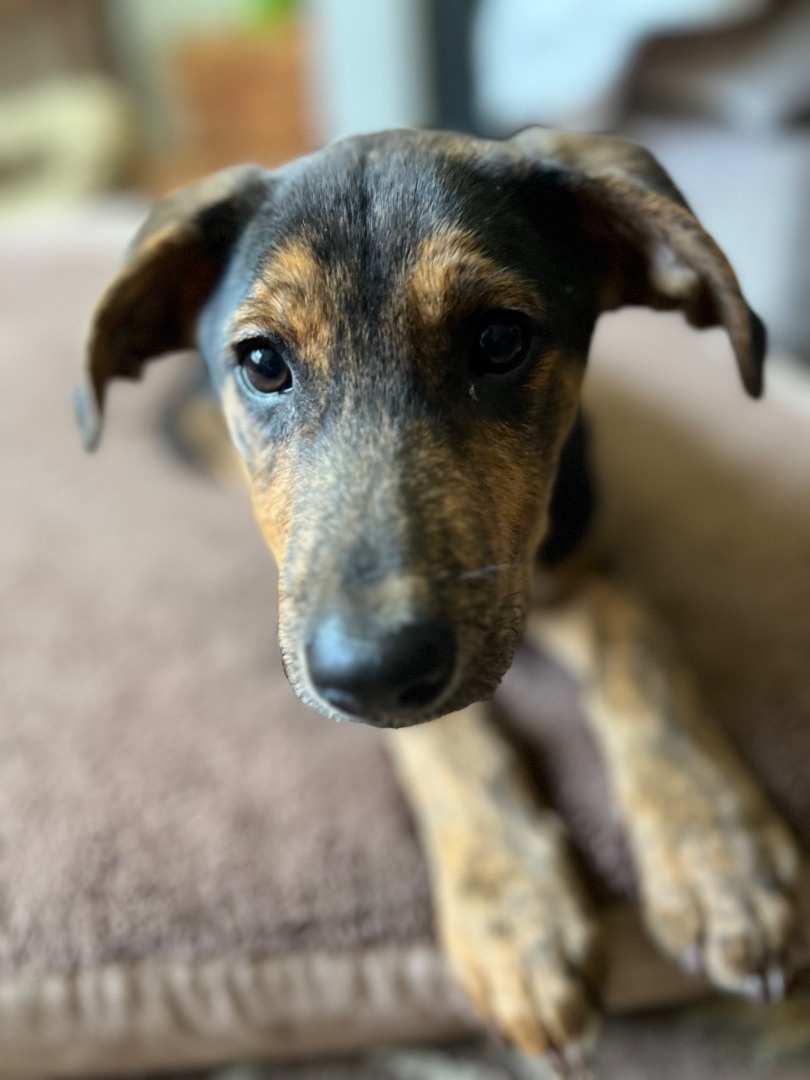 Enlarge Phoenix, a Adopted mixed breed in Berwick, ME image 4/6