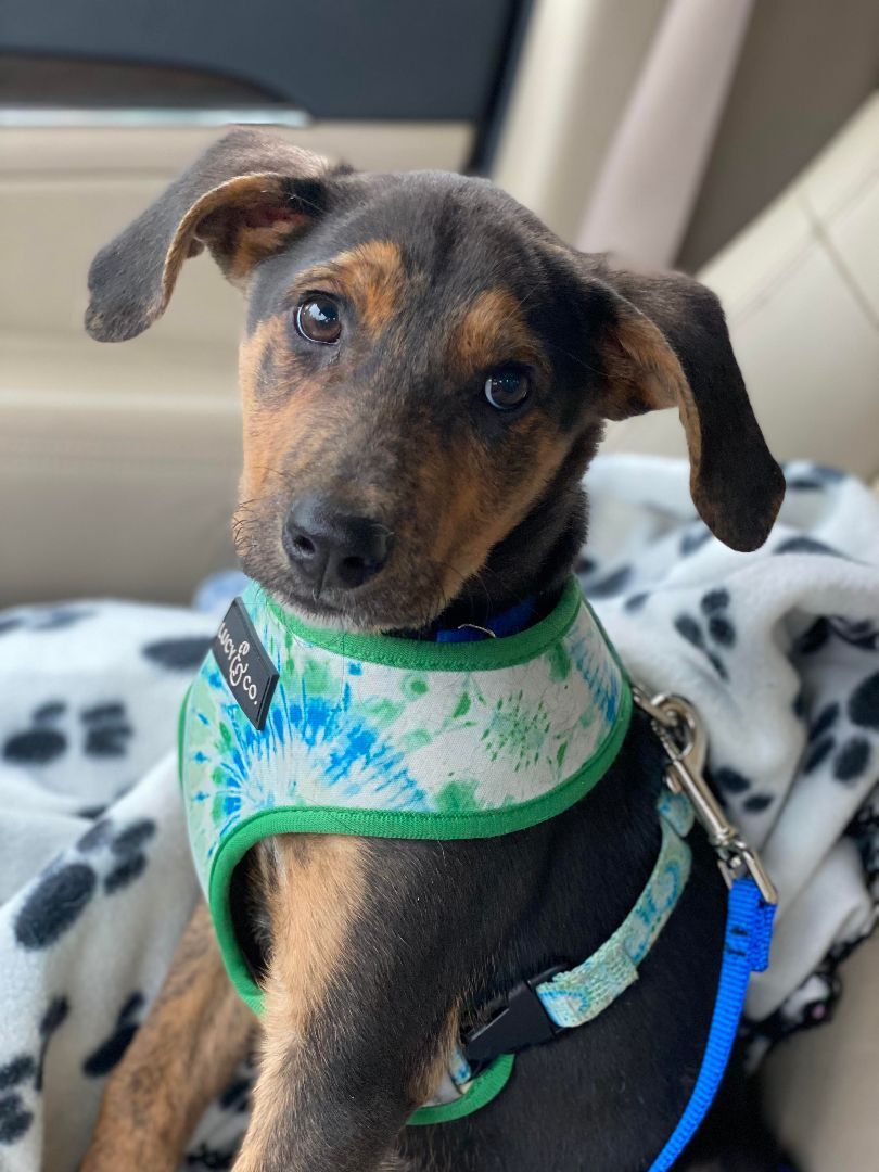 Enlarge Phoenix, a Adopted mixed breed in Berwick, ME image 6/6