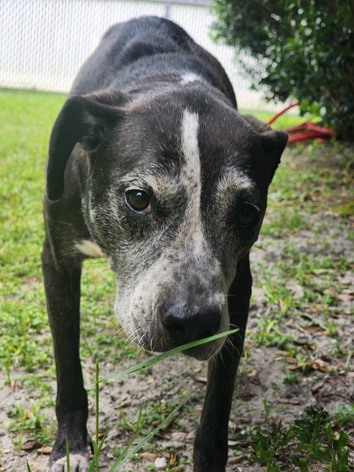 Enlarge Shirley Manson, a ADOPTABLE mixed breed in Slidell, LA image 2/2