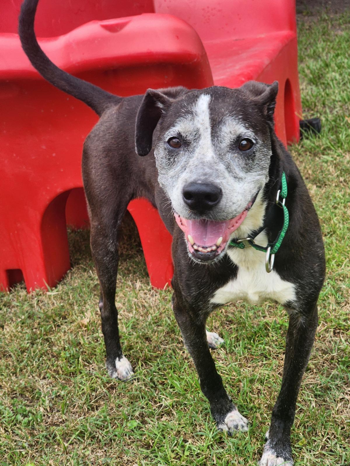 Shirley Manson, ADOPTABLE, Senior Female Terrier.
