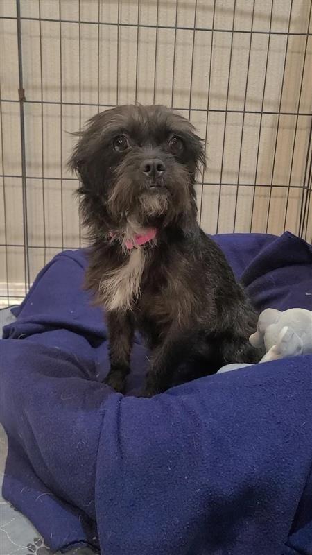 Tinsel, Adoptable, Adult Female Terrier & Mixed Breed.