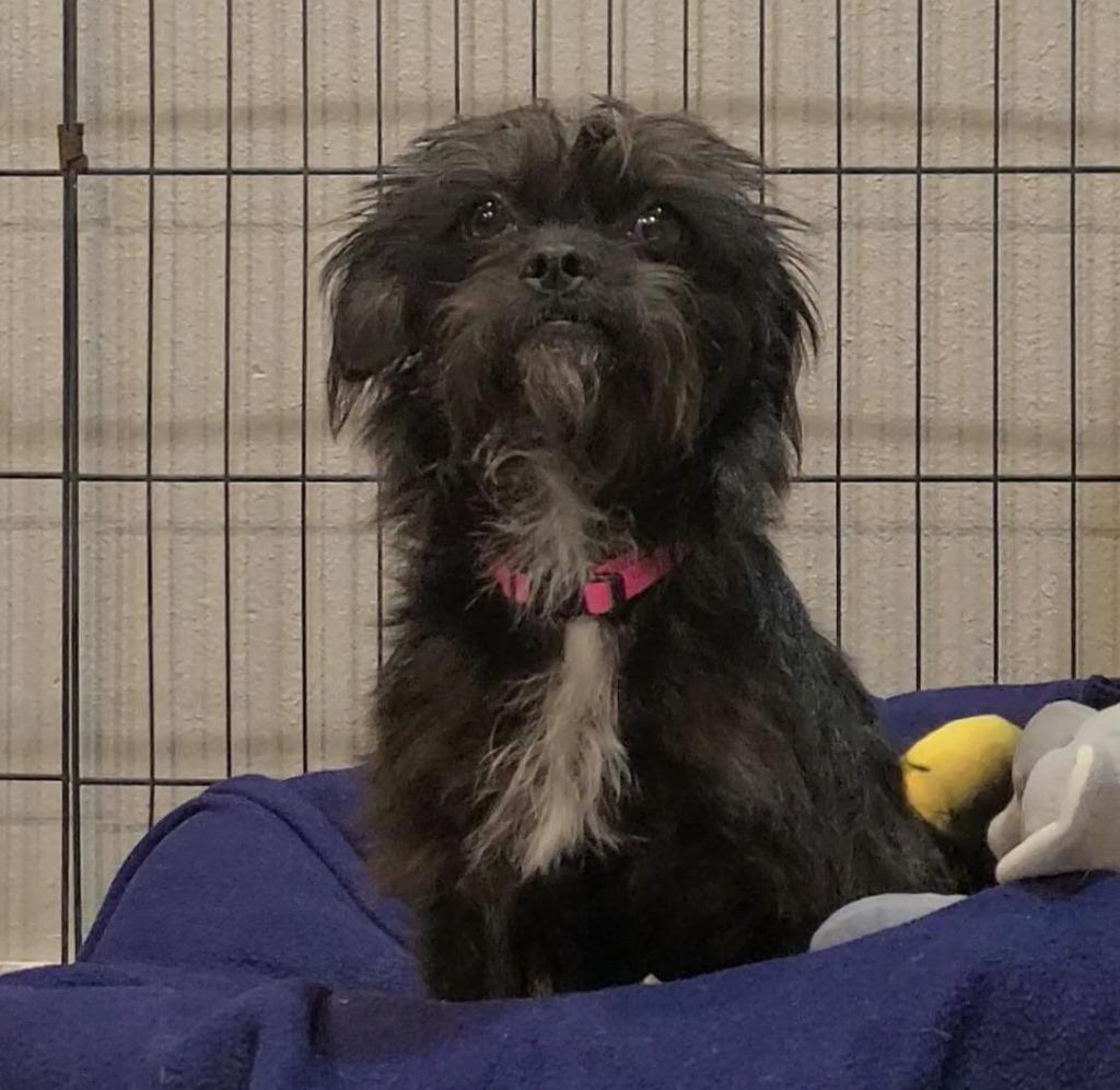 Enlarge Tinsel, a Adoptable mixed breed in Fayetteville, AR image 2/4