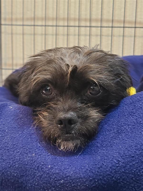 Enlarge Tinsel, a Adoptable mixed breed in Fayetteville, AR image 3/4