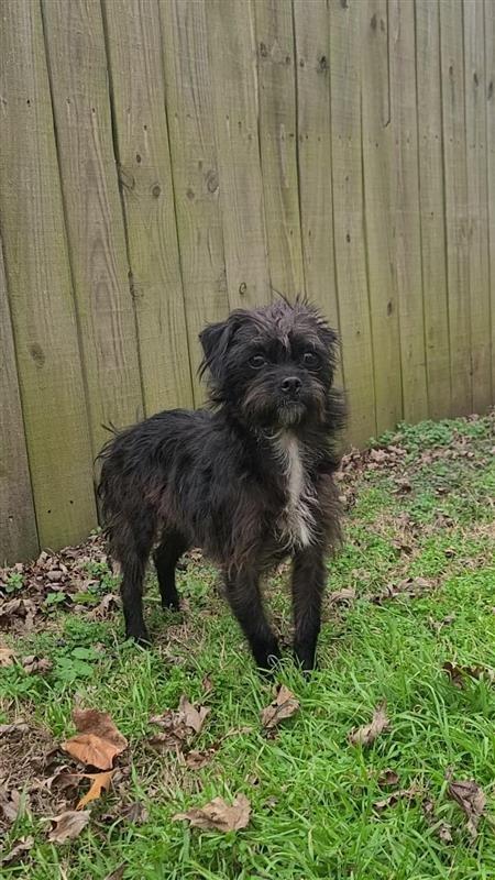Enlarge Tinsel, a Adoptable mixed breed in Fayetteville, AR image 4/4