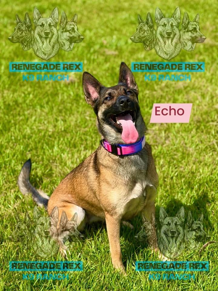 Enlarge Echo, a Adoptable Belgian Shepherd / Malinois in Port Saint Lucie, FL image 2/3