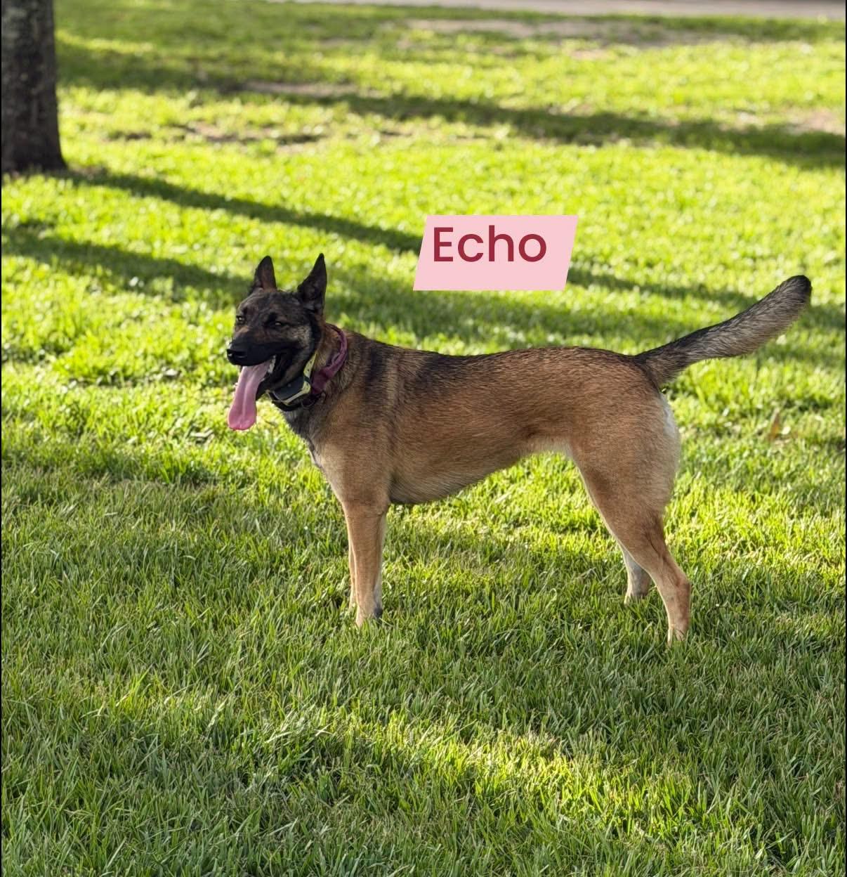 Enlarge Echo, a Adoptable Belgian Shepherd / Malinois in Port Saint Lucie, FL image 3/3