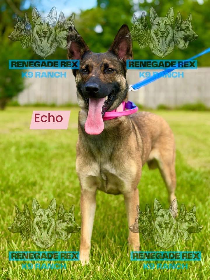 Echo, Adoptable, Adult Female Belgian Shepherd / Malinois.