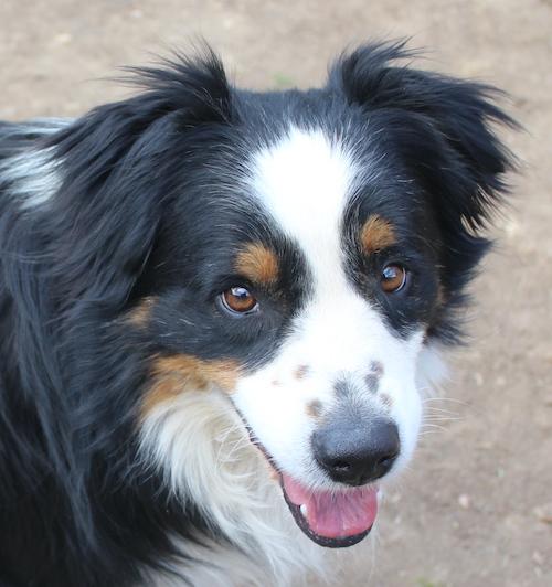 Bear, adopted, Adult Male Australian Shepherd.