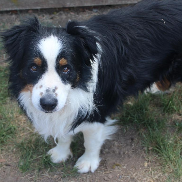 Bear, an adopted Australian Shepherd in Denver, CO image 2/5