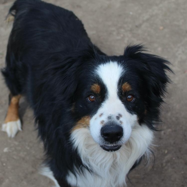 Bear, an adopted Australian Shepherd in Denver, CO image 3/5