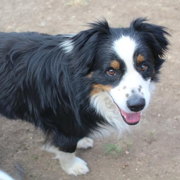 Bear, an adopted Australian Shepherd in Denver, CO image 5/5
