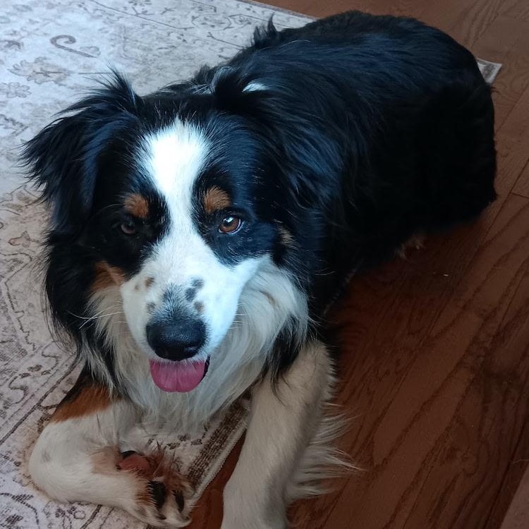 Bear, an adopted Australian Shepherd in Denver, CO image 4/5