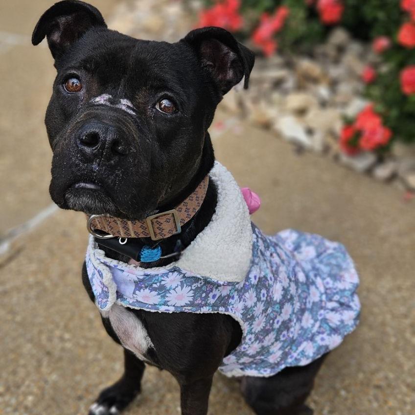 Josie, Adoptable, Senior Female Pit Bull Terrier & Mixed Breed.