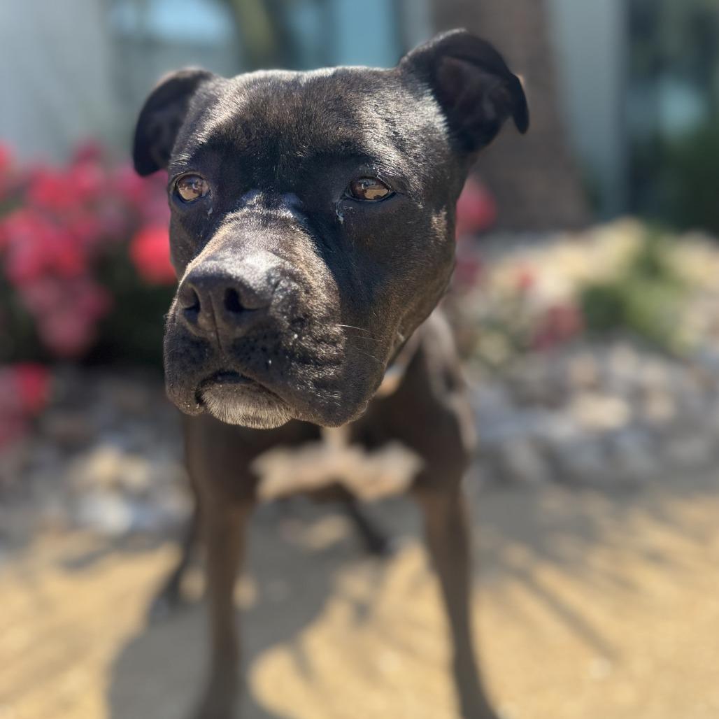 Enlarge Josie, a Adoptable mixed breed in Chesapeake, VA image 2/6