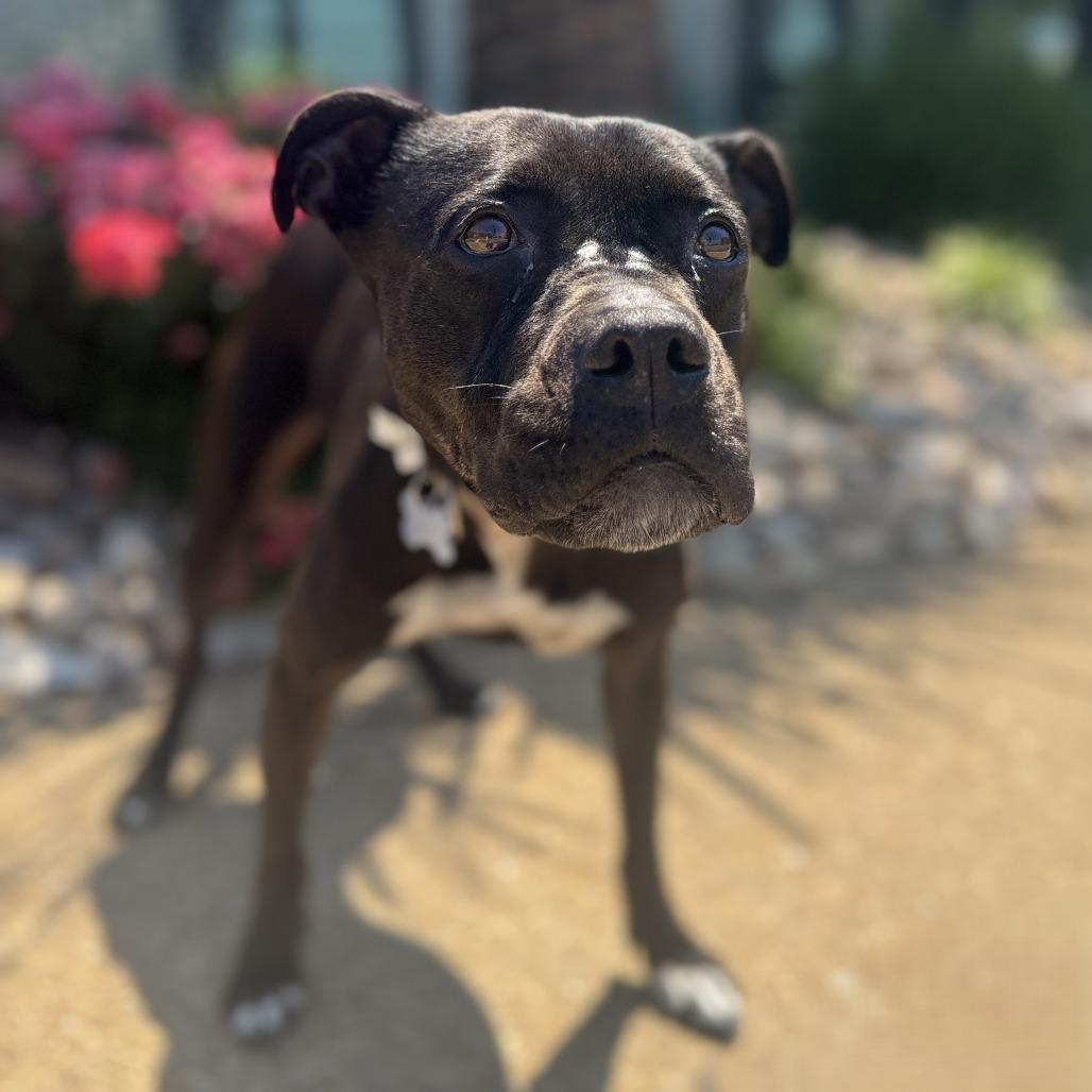 Enlarge Josie, a Adoptable mixed breed in Chesapeake, VA image 3/6