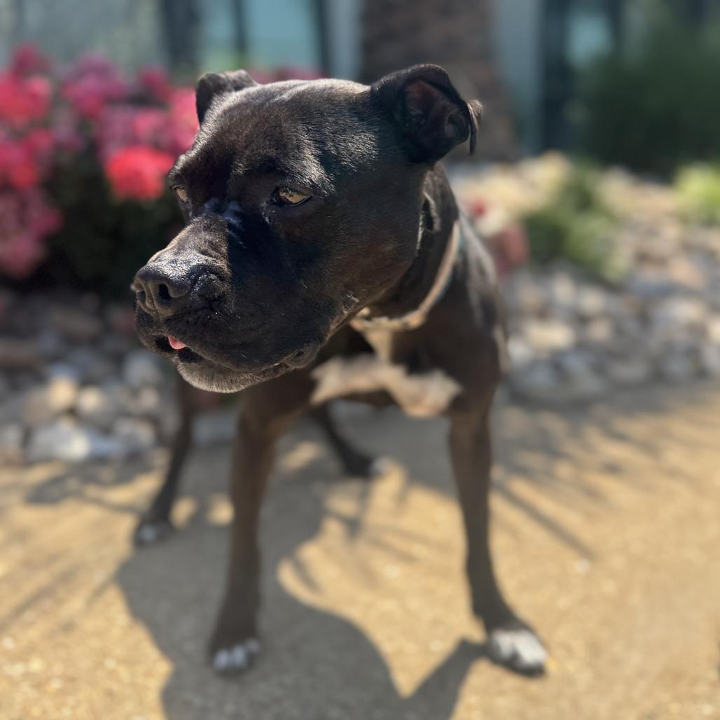 Enlarge Josie, a Adoptable mixed breed in Chesapeake, VA image 4/6