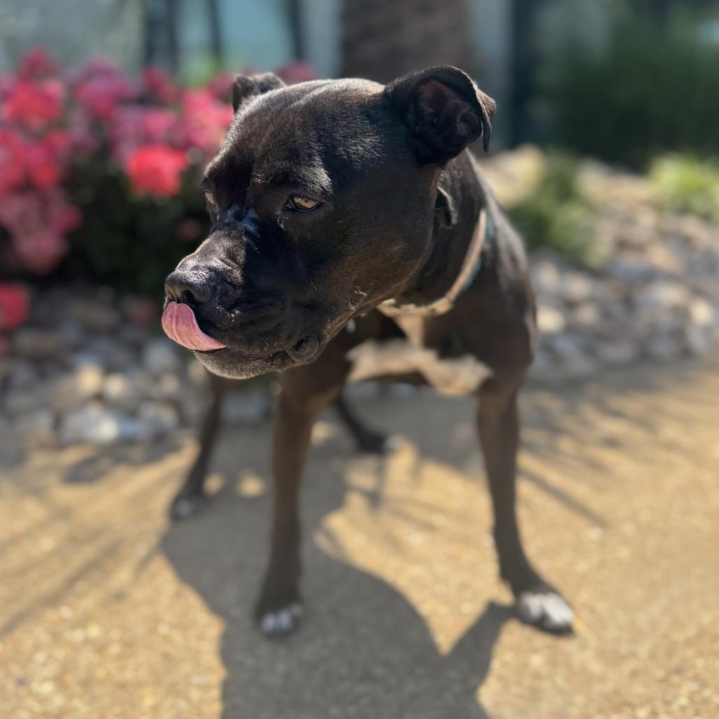 Enlarge Josie, a Adoptable mixed breed in Chesapeake, VA image 5/6