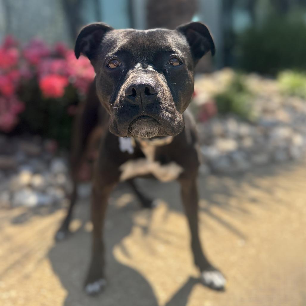 Enlarge Josie, a Adoptable mixed breed in Chesapeake, VA image 6/6