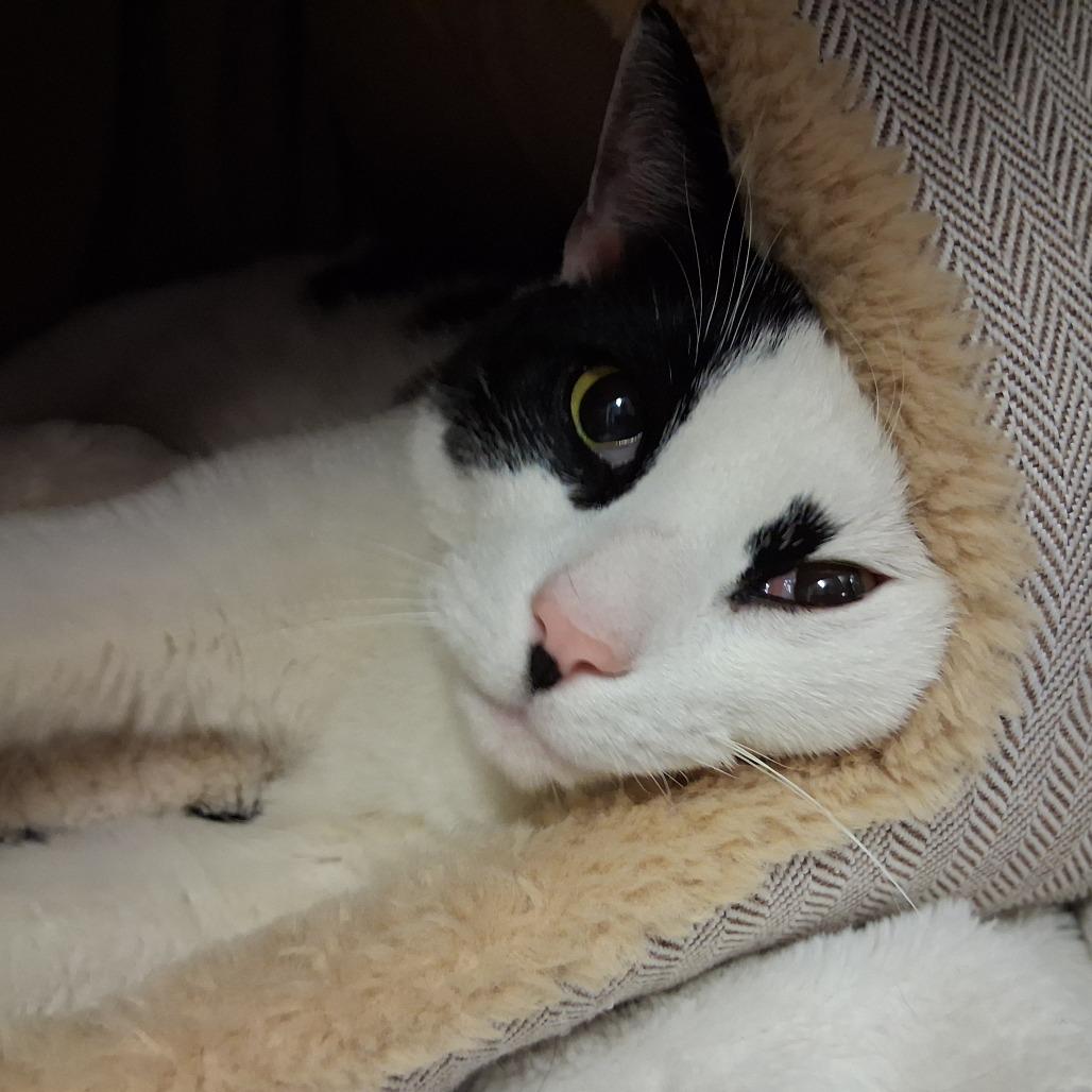 Enlarge Sprinkles, a Adoptable Domestic Short Hair in Middlebury, VT image 1/6