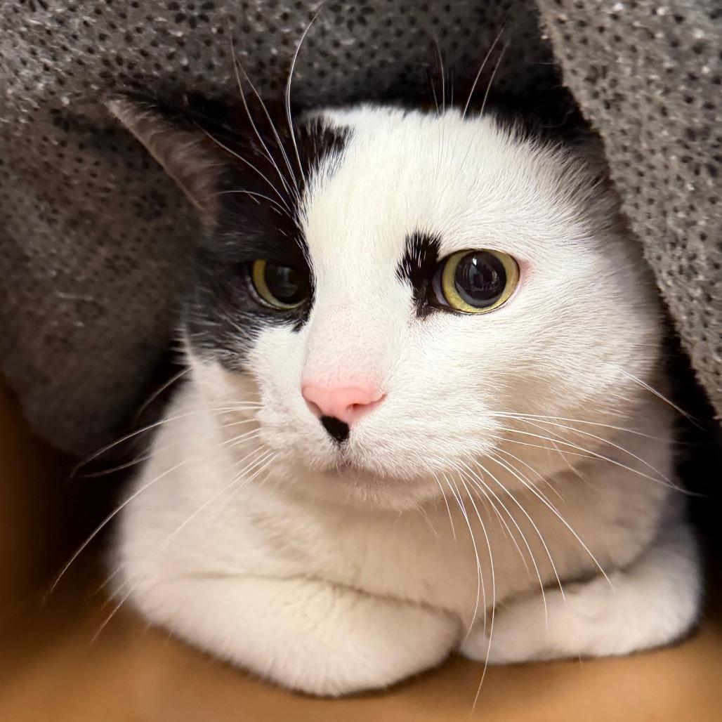 Enlarge Sprinkles, a Adoptable Domestic Short Hair in Middlebury, VT image 2/6