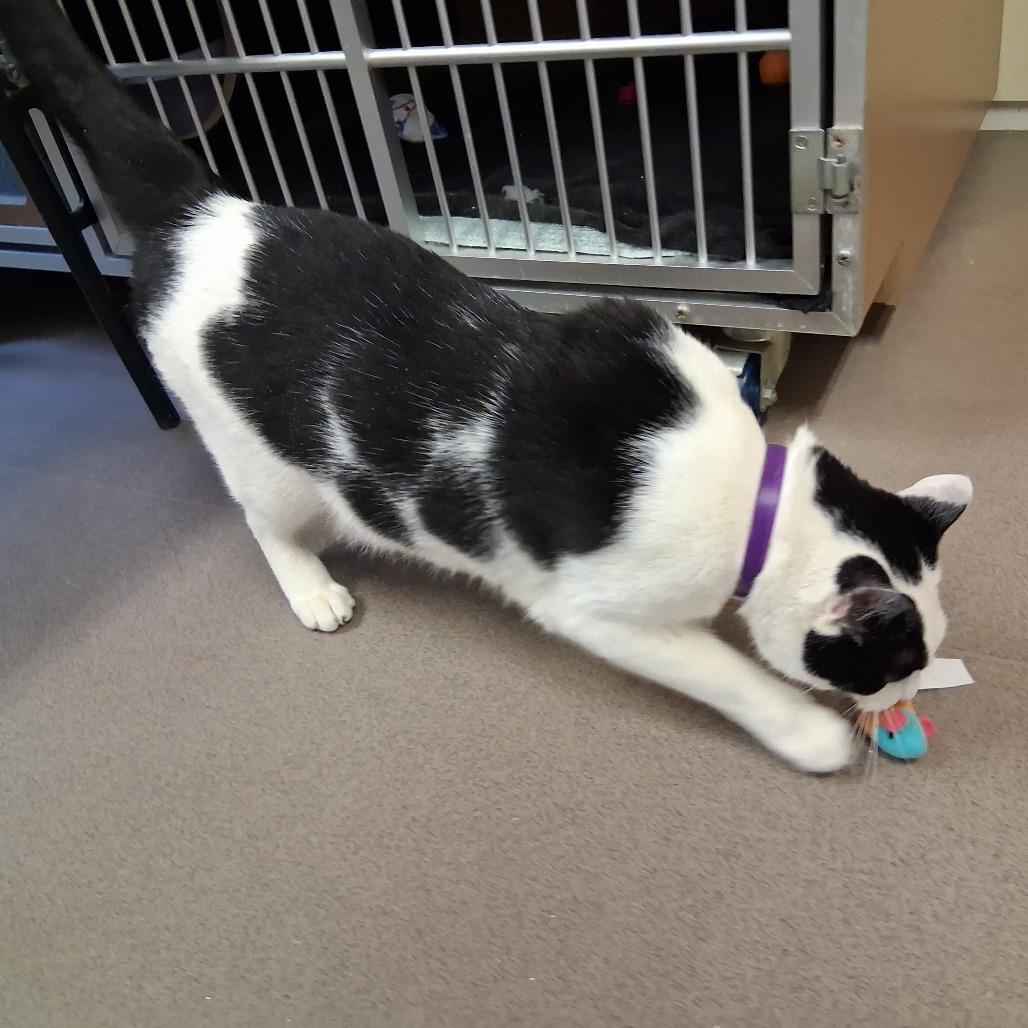 Enlarge Sprinkles, a Adoptable Domestic Short Hair in Middlebury, VT image 4/6