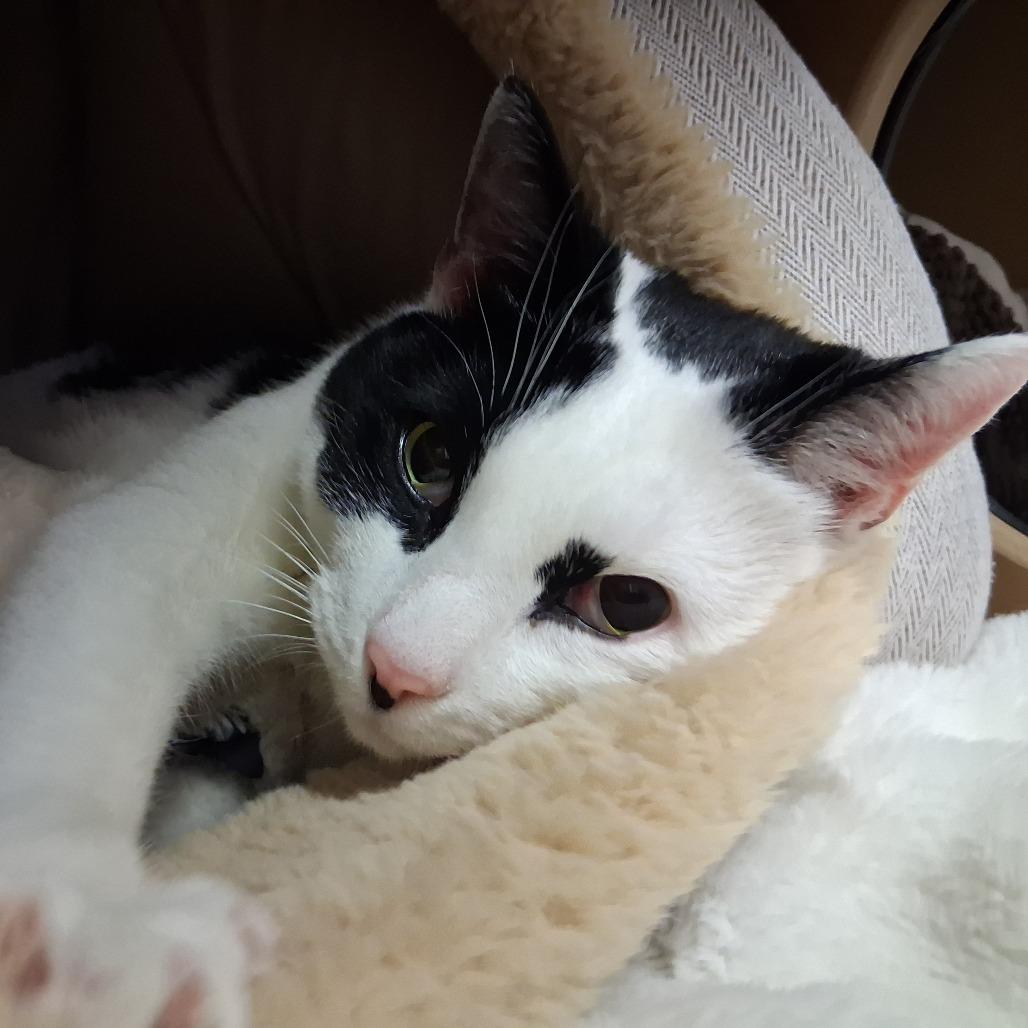 Enlarge Sprinkles, a Adoptable Domestic Short Hair in Middlebury, VT image 5/6