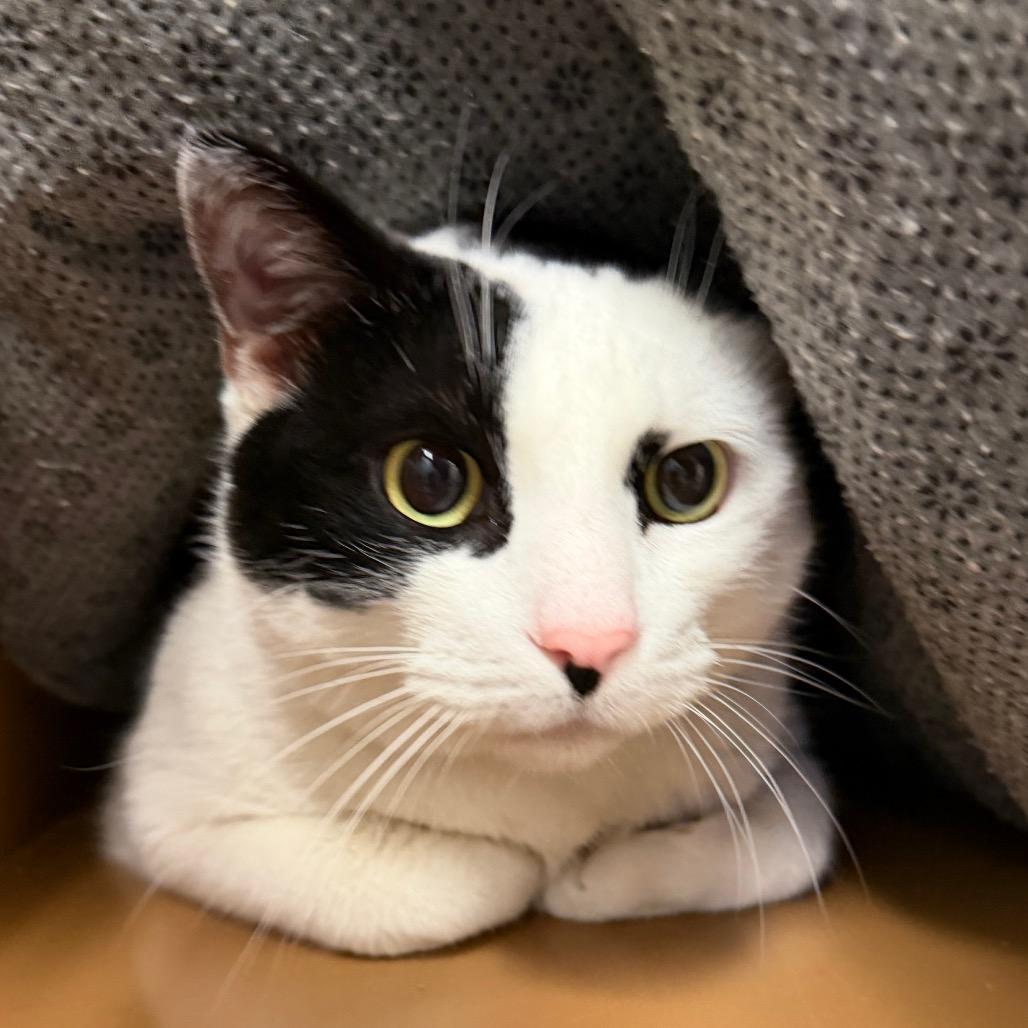 Enlarge Sprinkles, a Adoptable Domestic Short Hair in Middlebury, VT image 6/6