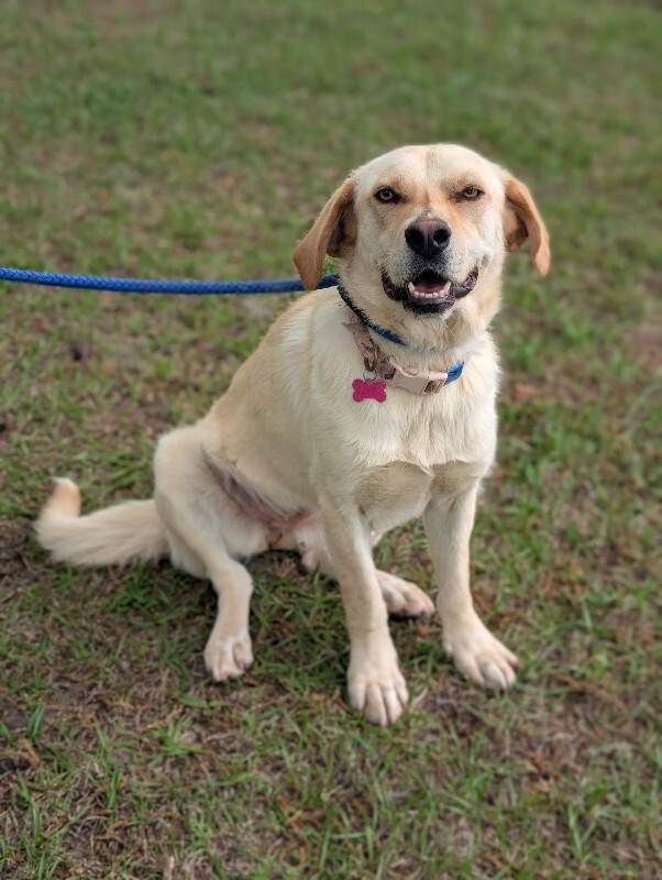 Eden, a Adoptable mixed breed in Berkeley Heights, NJ image 1/6