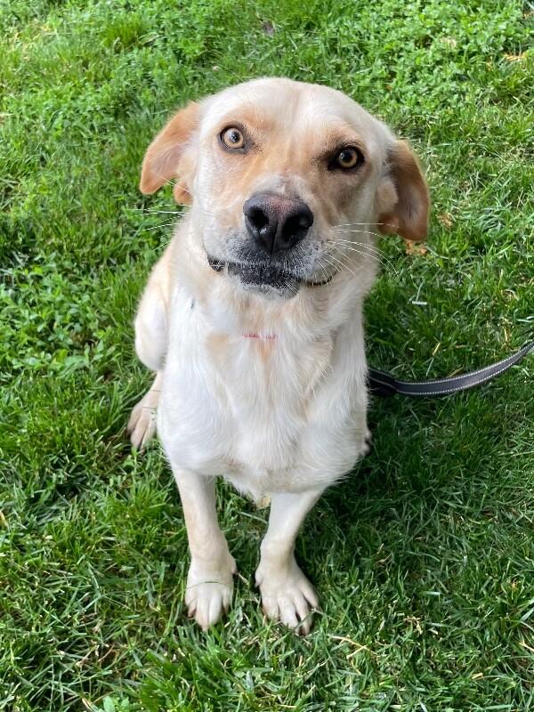 Eden, a Adoptable mixed breed in Berkeley Heights, NJ image 2/6