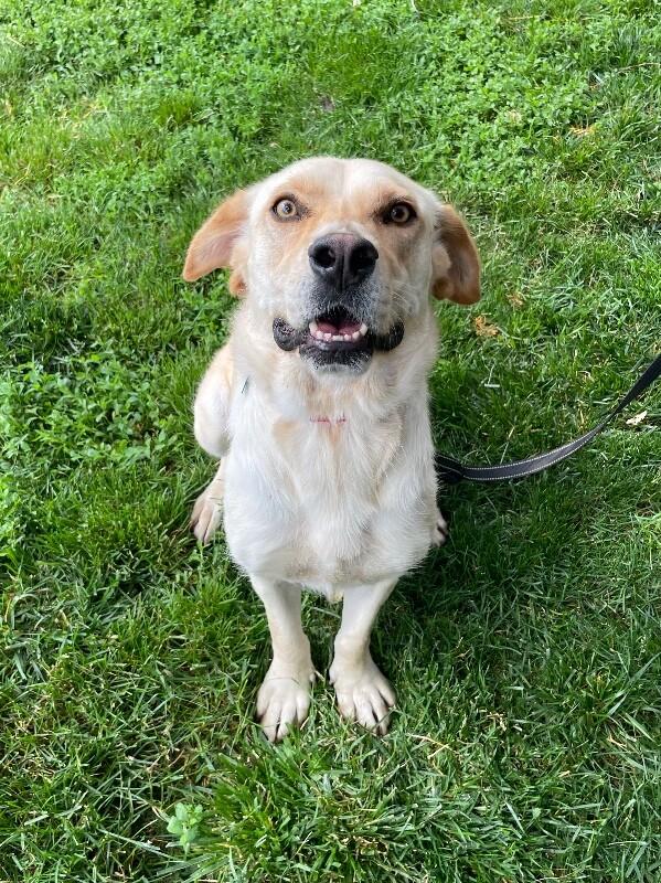 Eden, a Adoptable mixed breed in Berkeley Heights, NJ image 3/6