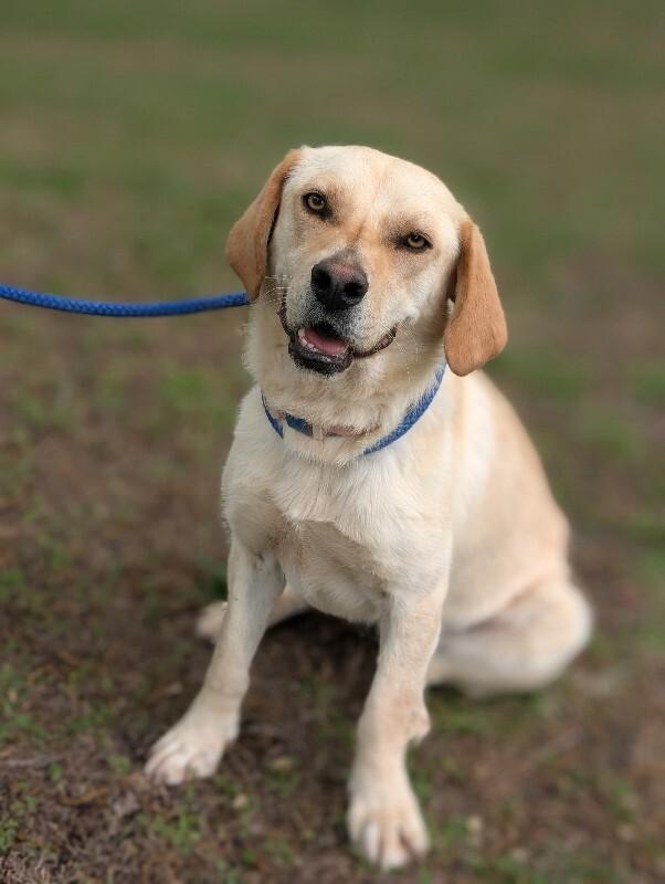 Eden, a Adoptable mixed breed in Berkeley Heights, NJ image 4/6