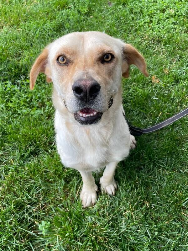 Eden, a Adoptable mixed breed in Berkeley Heights, NJ image 5/6