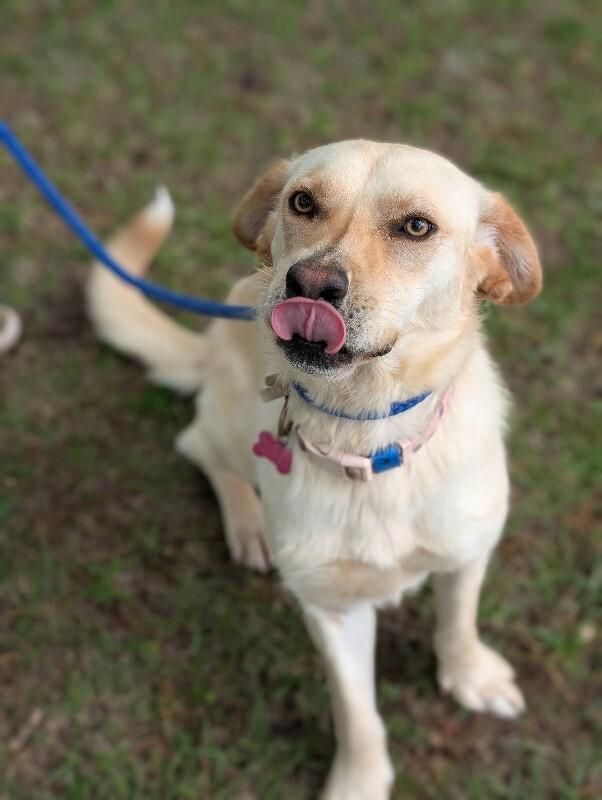 Eden, a Adoptable mixed breed in Berkeley Heights, NJ image 6/6